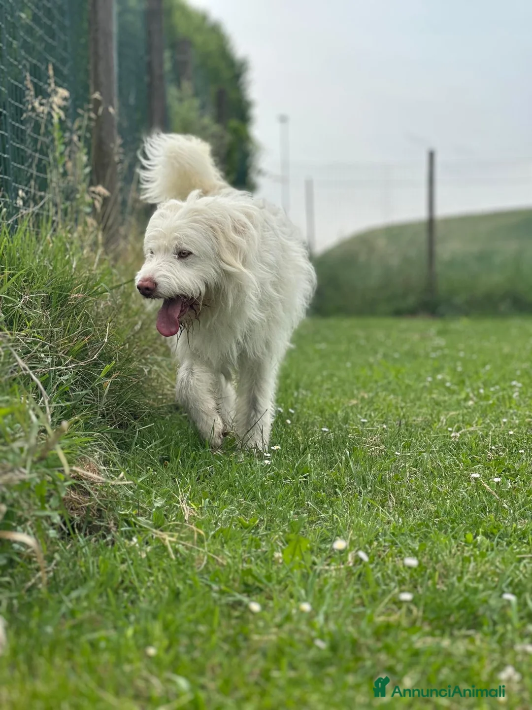 Meticcio cani in regalo: BUTTATO VIA DALLA SUA FAMIGLIA  - Annuncio 6