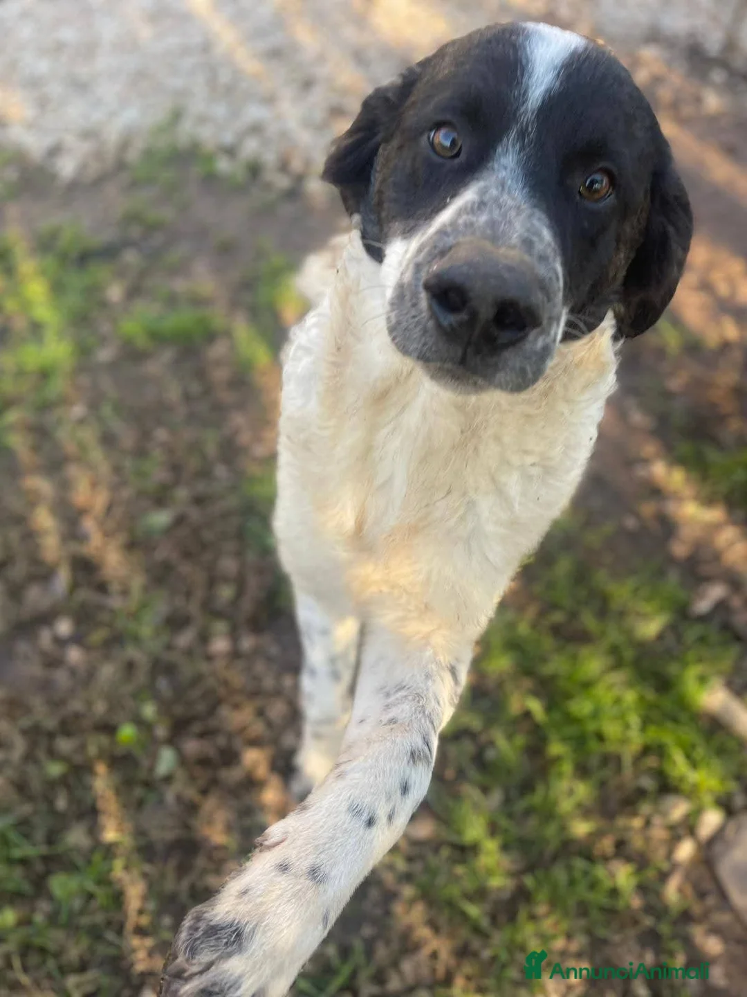 Meticcio cani in regalo: Gigi, ❤ 8 mesi, bello e buono  - Annuncio 2