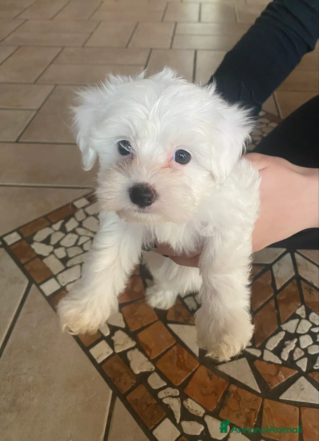 Maltese cani in vendita: Cuccioli Maltese  - Annuncio 5