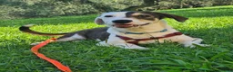 Meticcio cani in regalo: FAN, timido cucciolo ZAMPACORTA! tg PICCOLA - Annuncio 5