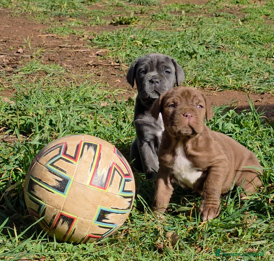 Mastino Napoletano cani in vendita: Cuccioli di Mastino Napoletano - Annuncio 22