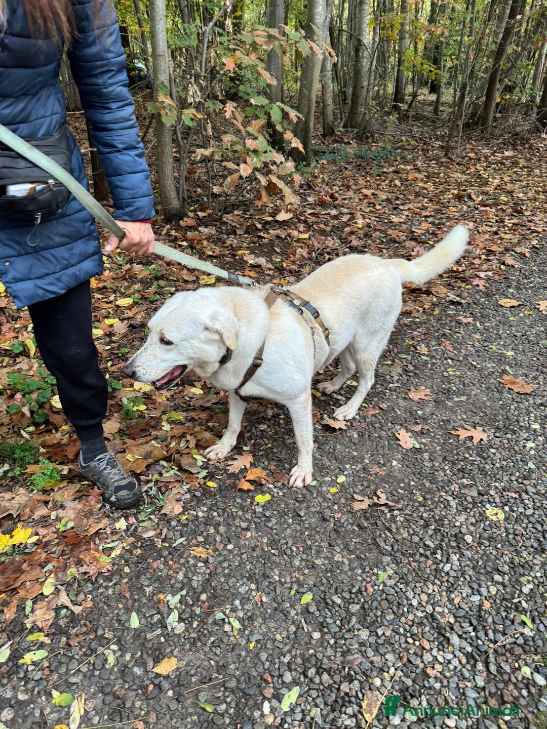 Labrador cani in regalo: Splendida Labrador Easy - Annuncio 10