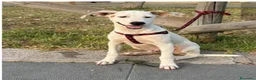 Meticcio cani in regalo: Max sui 5mesi mollato legato 2mesi fa SOS SIRACUSA - Annuncio 3