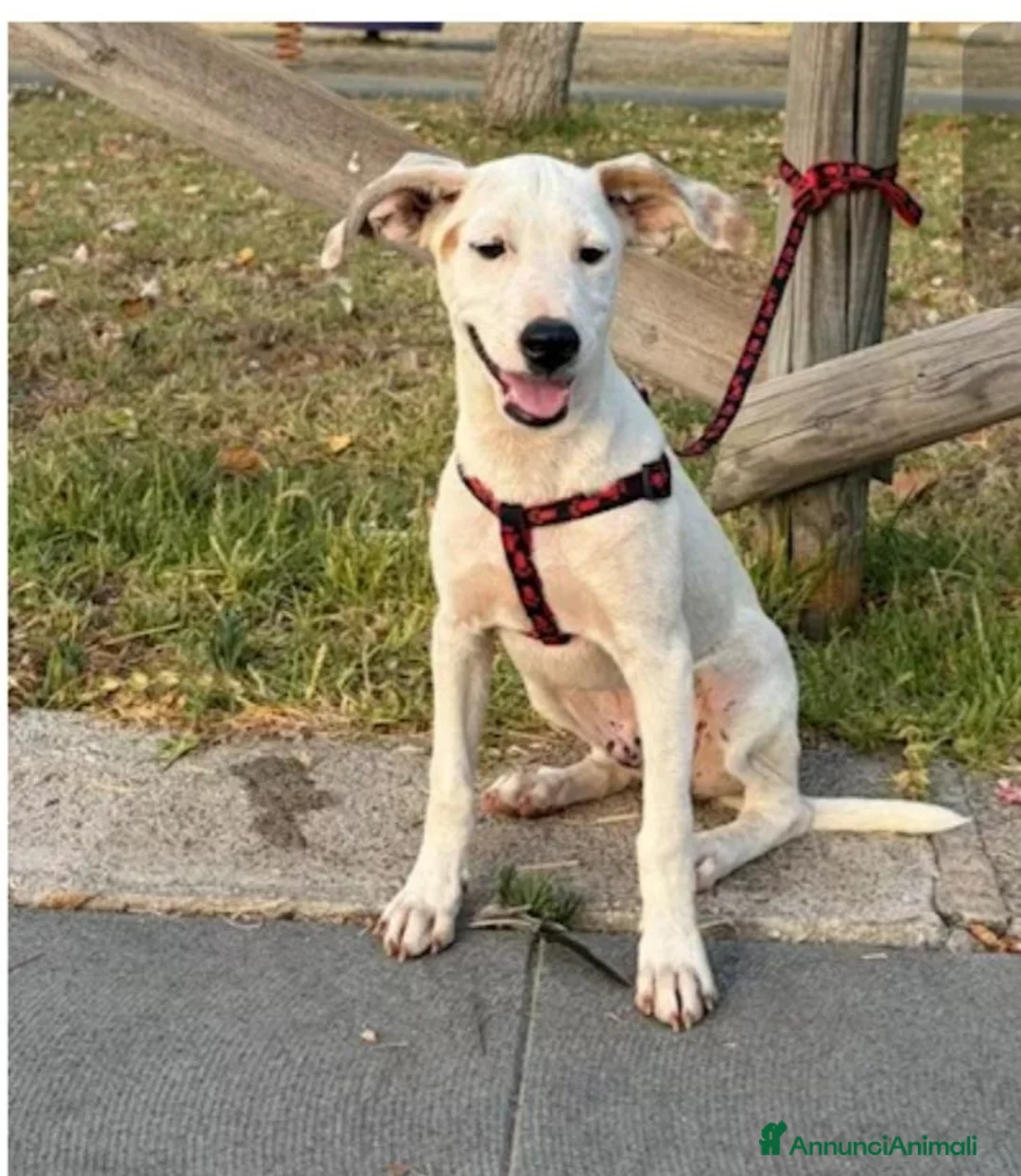 Meticcio cani in regalo: Max sui 5mesi mollato legato 2mesi fa SOS SIRACUSA - Annuncio 3