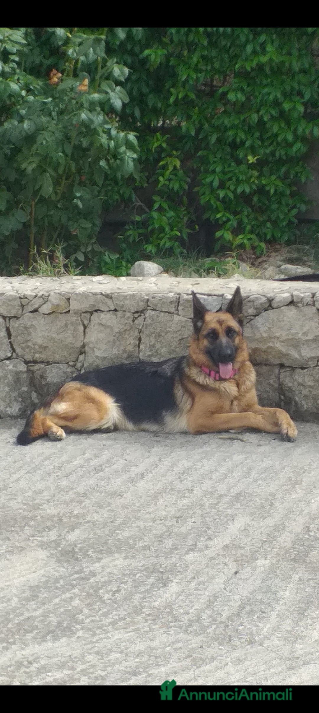 Pastore Tedesco cani in vendita: Cucciola di Pastore Tedesco  - Annuncio 4