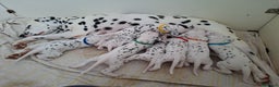 Dalmata cani in vendita: Cucciola dalmata con pedigree  - Annuncio 9