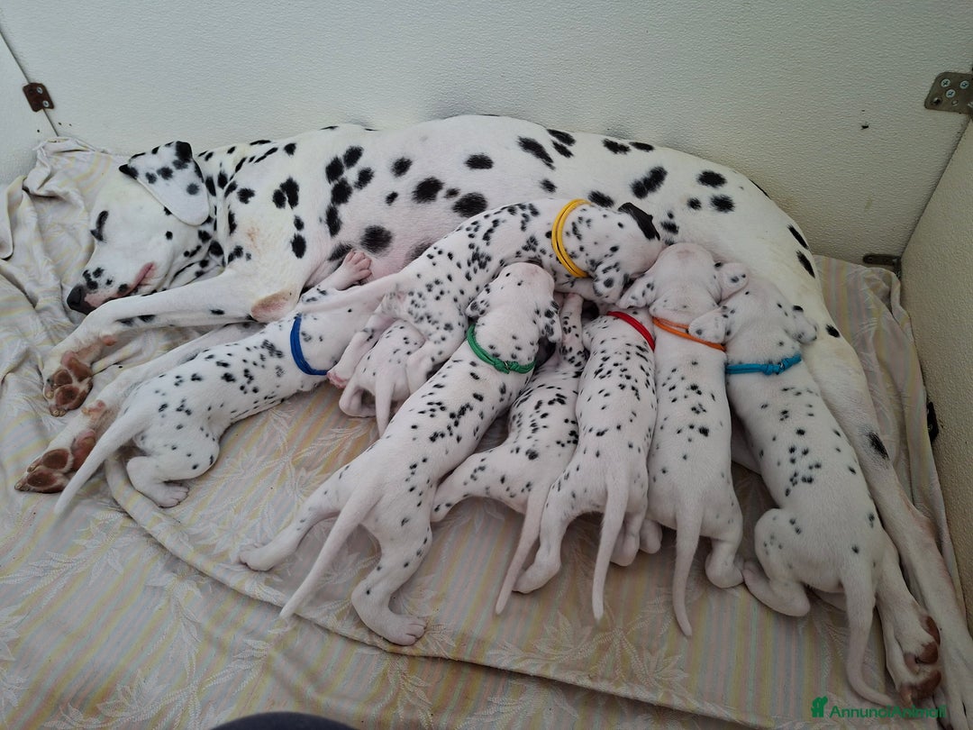 Dalmata cani in vendita: Cucciola dalmata con pedigree  - Annuncio 9