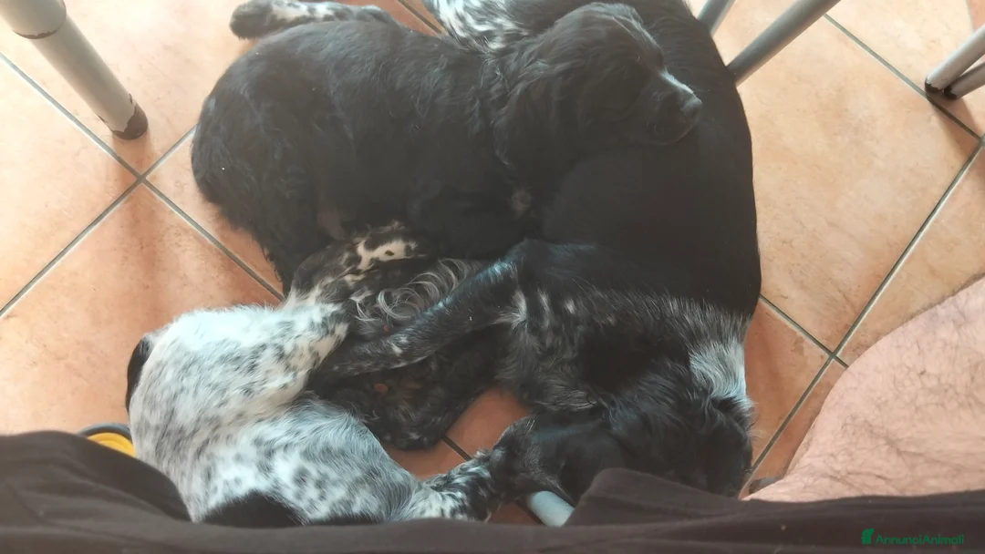 Meticcio cani in vendita: Cani da cerca e riporto  a Città metropolitana di Messina - Annuncio 2