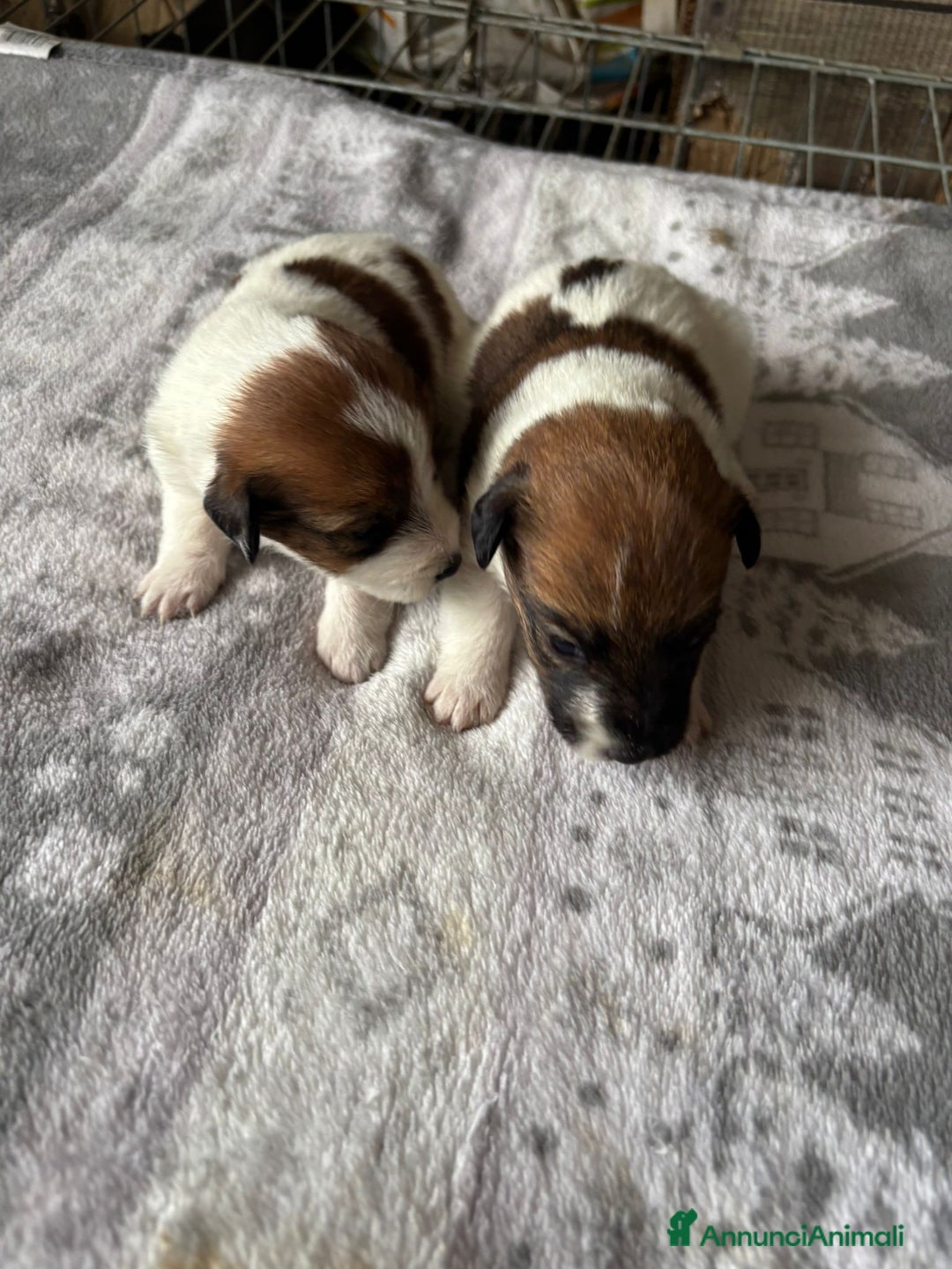 Jack Russell cani in vendita: Cuccioli jack russel  - Annuncio 5