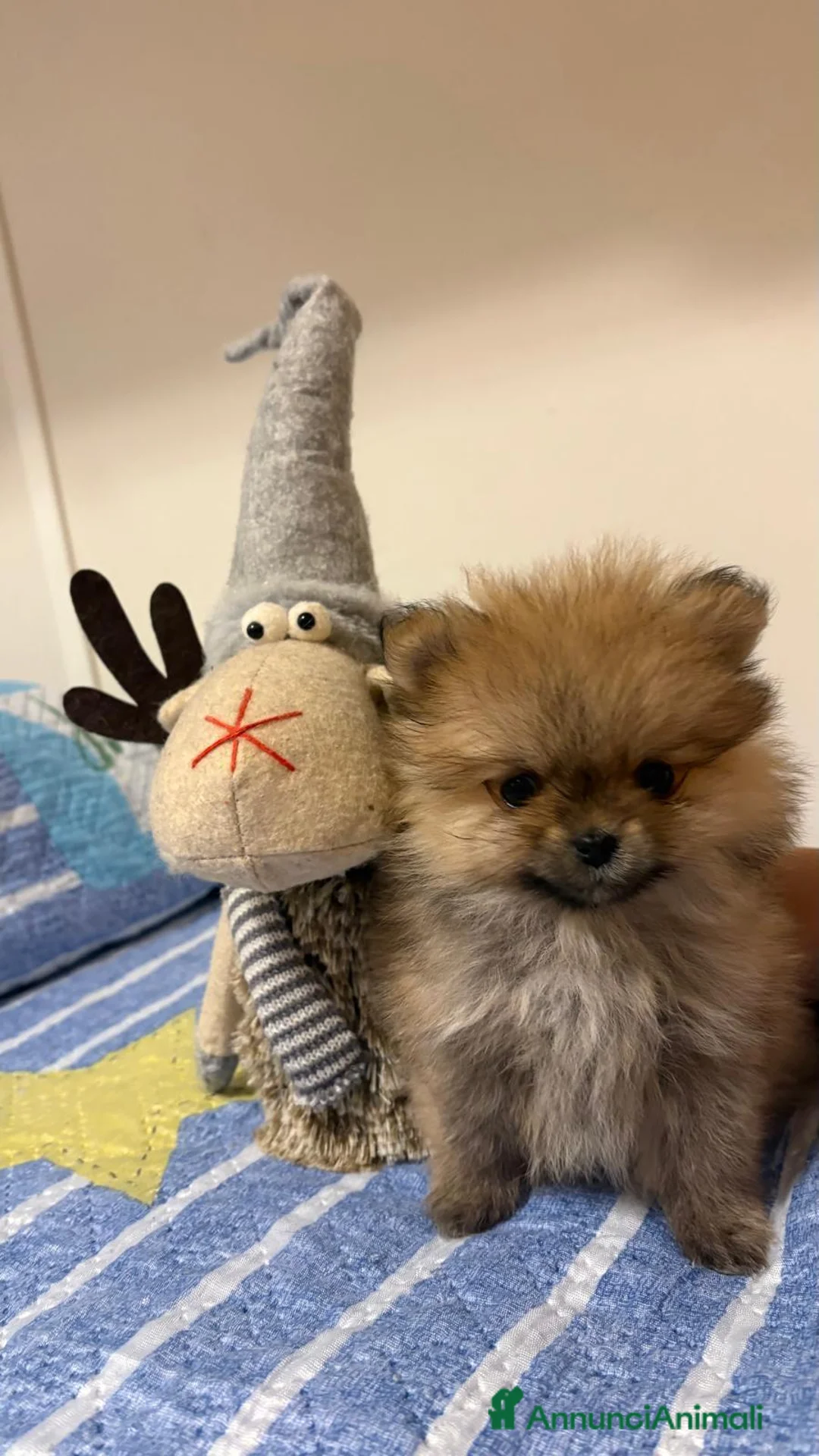 Spitz cani in vendita: Pomerania - Annuncio 1