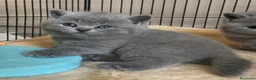 British gatti in vendita: British shorthair blu - Annuncio 23