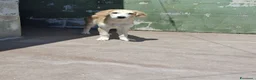 Meticcio cani in regalo: Kody, taglia media! (20-25kg) - Annuncio 2