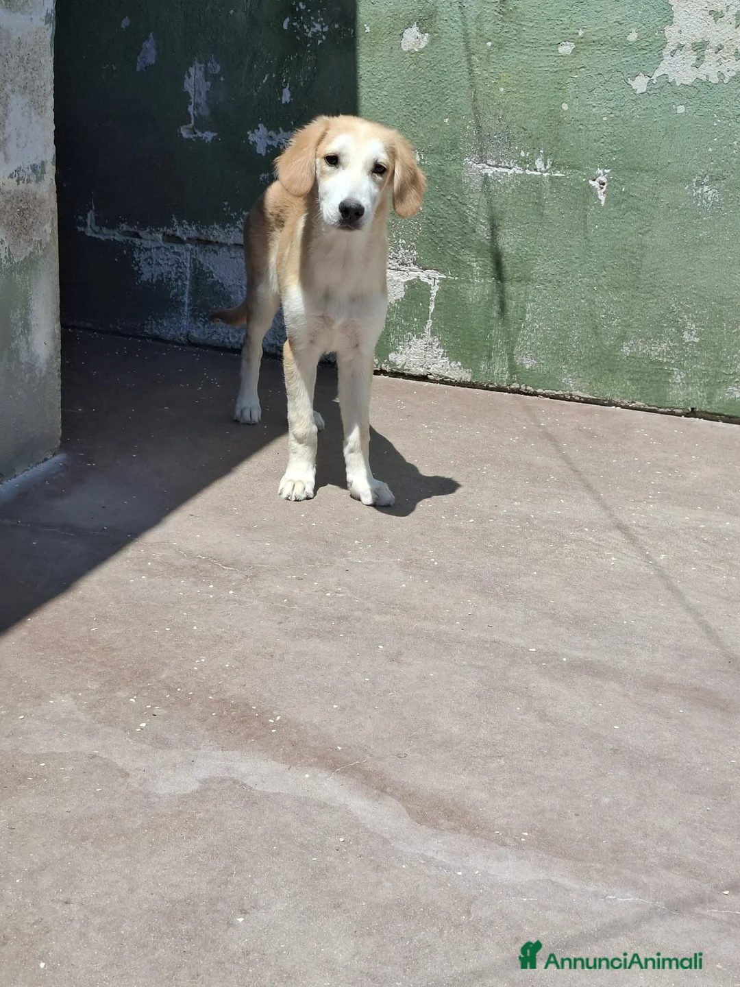 Meticcio cani in regalo: Kody, taglia media! (20-25kg) - Annuncio 2