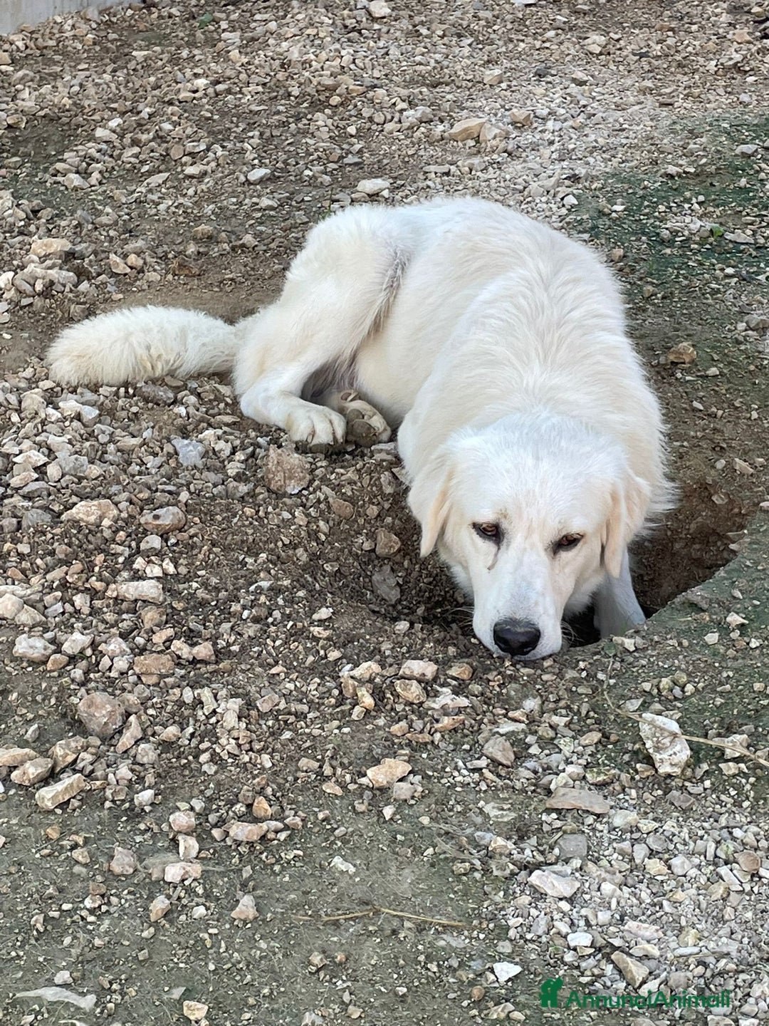 Meticcio cani in regalo: LA DOLCEZZA DI LUCKY1010 - Annuncio 6