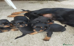 Rottweiler cani in vendita: Cuccioli di rottweiler  a Provincia di Verona - Immagine 1