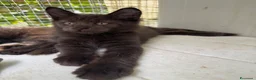 Maine Coon gatti in vendita: Maschietto nero di maine coon (Black Velvet) - Annuncio 16