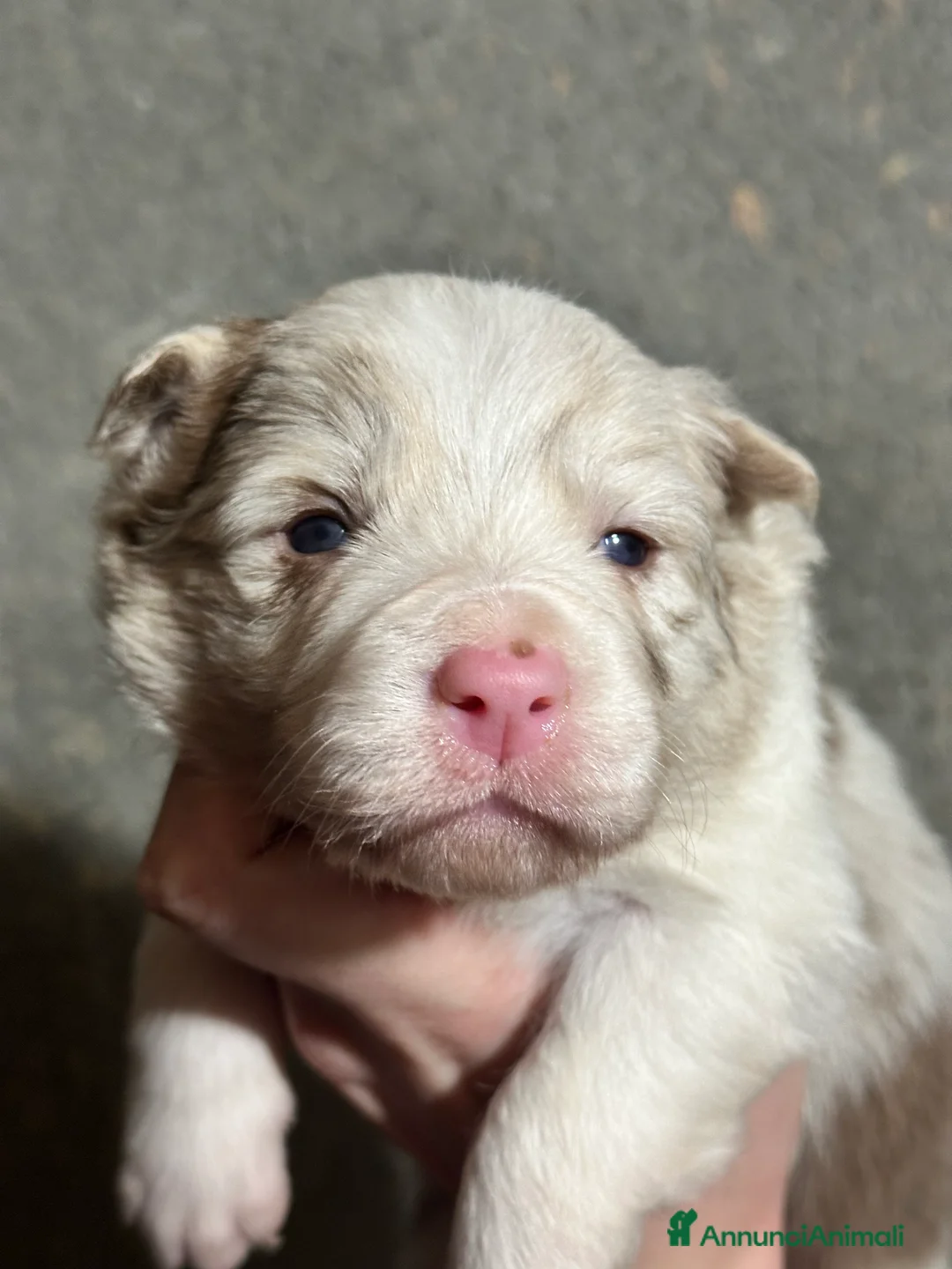 Border Collie cani in vendita: Cuccioli border collie - Annuncio 5