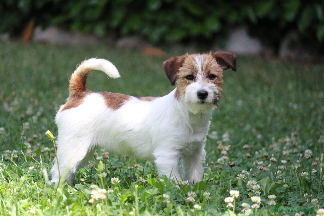 Jack Russell cani in vendita: Cuccioli di Allevamento Jack Russel Abruzzo a Provincia di Pescara - Immagine 4