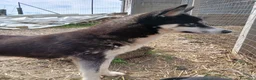 Husky cani in vendita: vendo 3 cuccioli di husky siberiano  a Provincia di Crotone - Annuncio 2