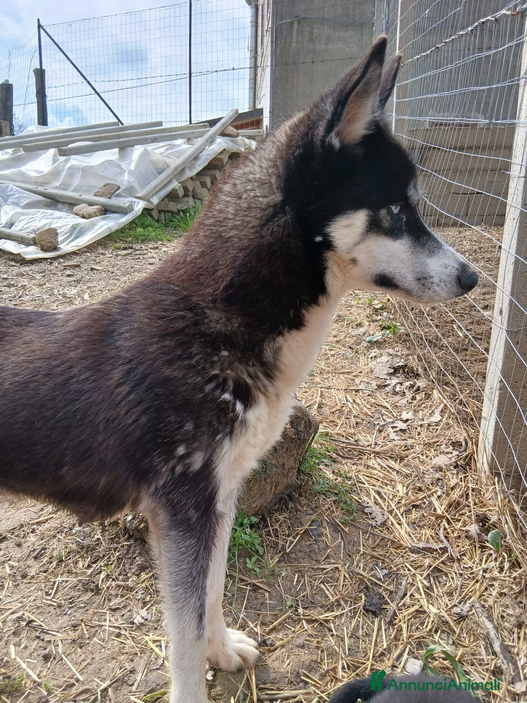 Husky cani in vendita: vendo 3 cuccioli di husky siberiano  a Provincia di Crotone - Annuncio 2