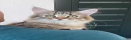 Siberiano gatti in vendita: Gattina siberiana - Annuncio 4