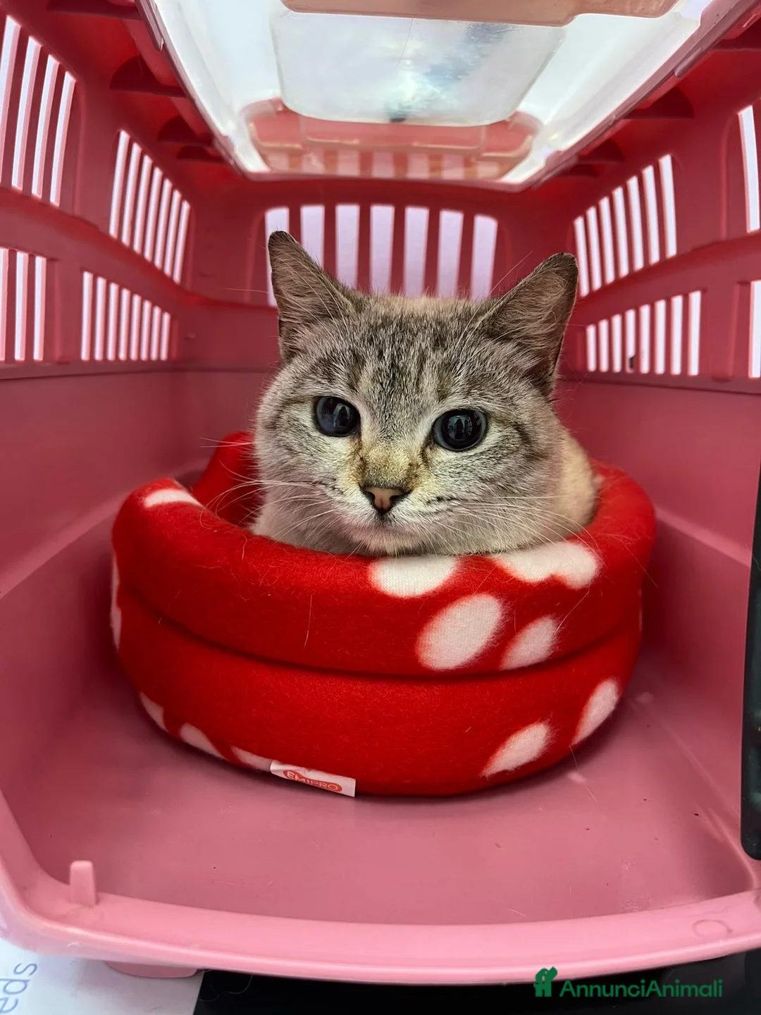 Siamese gatti in regalo: Gattina incrocio siamese occhi azzurri - Annuncio 4