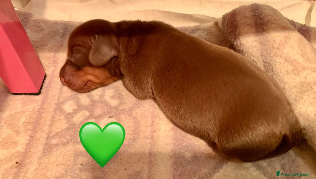 Bassotto cani in vendita: CUCCIOLI BASSOTTO NANO PELO CORTO - Annuncio 5