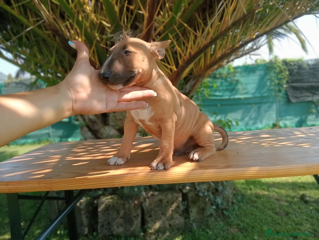 Bull Terrier Mini cani in vendita: Bull terrier miniature  a Provincia di Lucca - Annuncio 7
