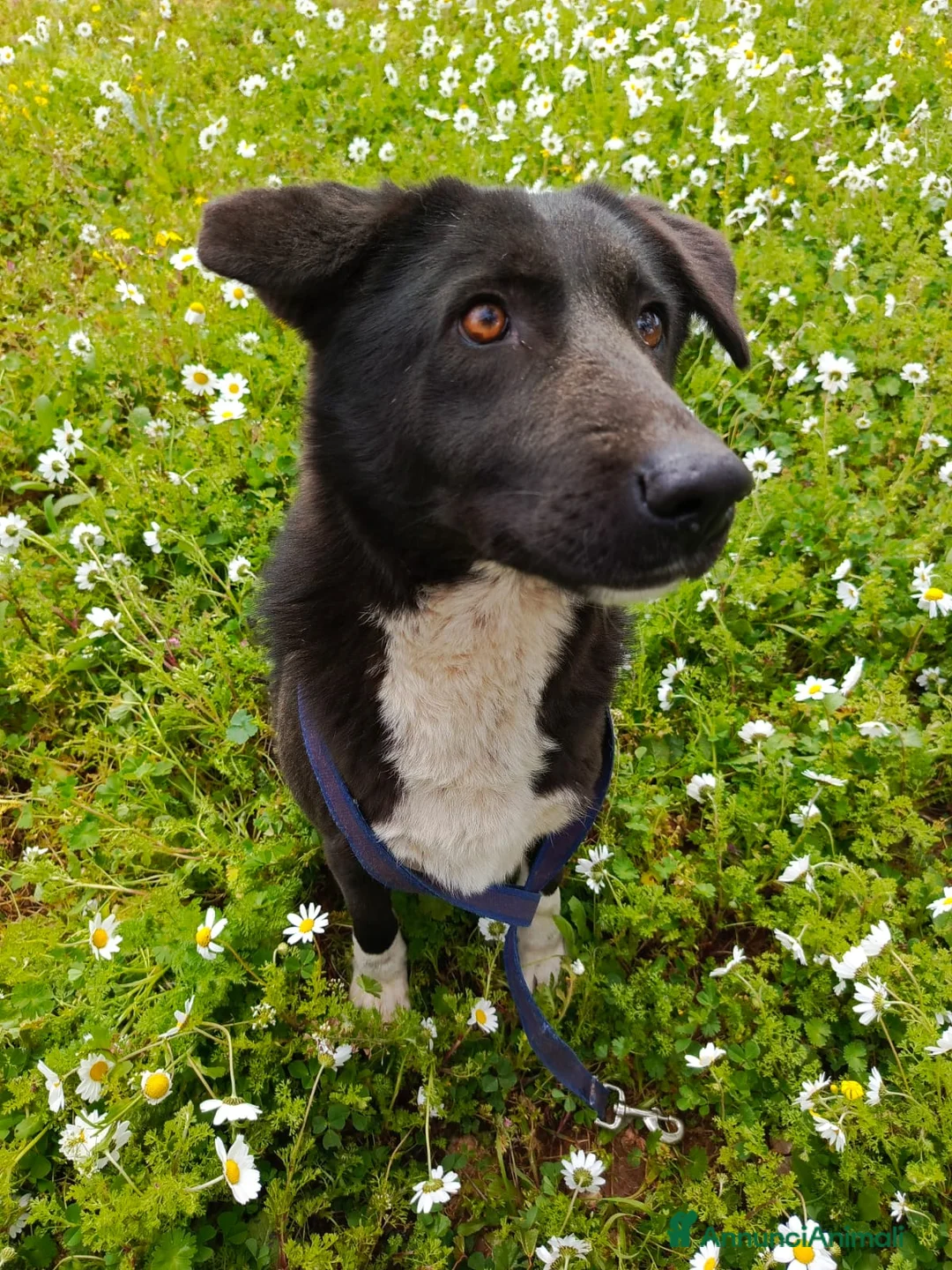 Labrador cani in regalo: Windy, splendida  - Annuncio 6