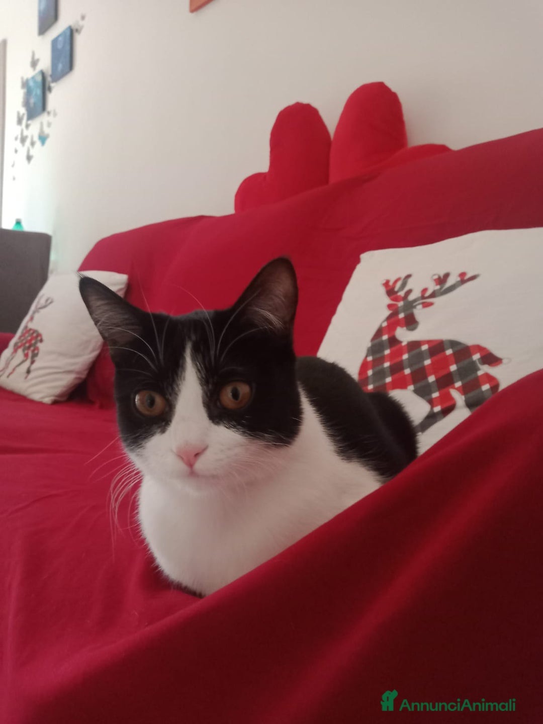 Altre razze gatti in regalo: Adozione doppia 2 gattini cercano casa - Annuncio 4