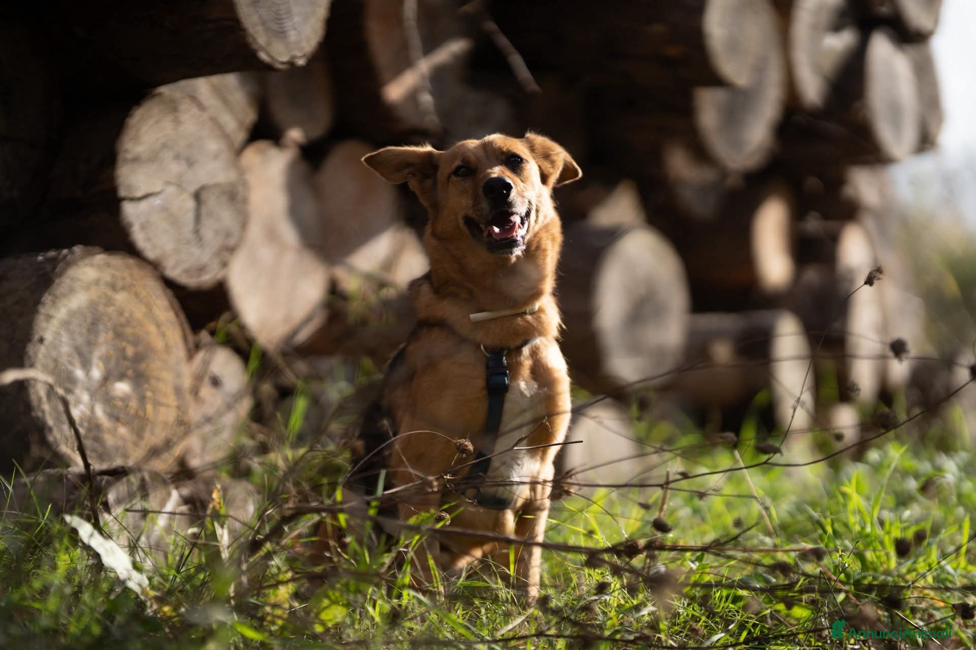 Meticcio cani Mya cerca casa - Annuncio 9