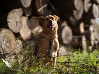 Meticcio cani Mya cerca casa - Annuncio 9