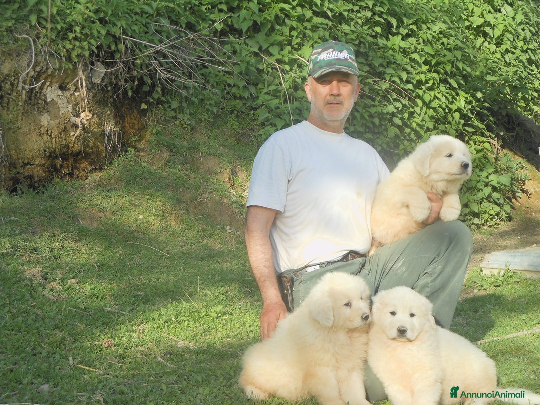 Pastore Maremmano cani in vendita: cuccioli di pastore Abruzzese  - Annuncio 1