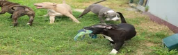Pitbull cani in vendita: Cuccioli di Pit Bull anche a rate - Annuncio 25