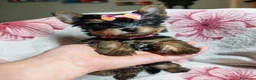 Meticcio cani in vendita: ✨Splendidi Yorkshire Terrier✨ - Annuncio 5