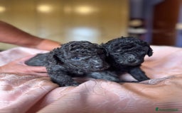 Barboncino cani in vendita: Barboncini toy e nano a Città metropolitana di Roma Capitale - Immagine 3
