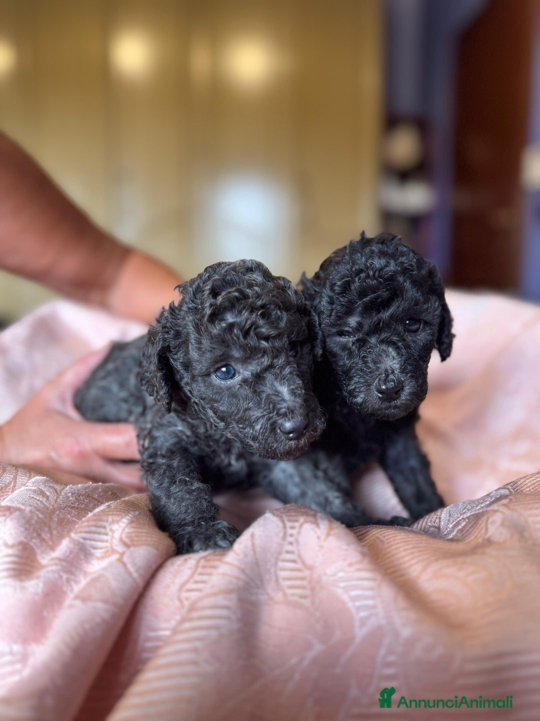 Barboncino cani in vendita: Barboncini toy e nano a Città metropolitana di Roma Capitale - Immagine 3