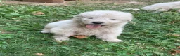 Pastore Abbruzzese Maremmano cani in vendita: Vendita cucciolo Pastore Maremmano  - Annuncio 5