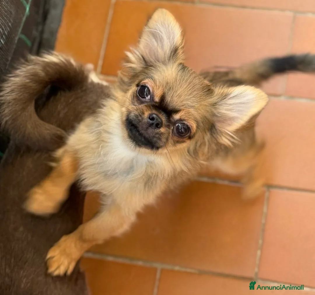Chihuahua cani in vendita: Chihuahua mini - Annuncio 2