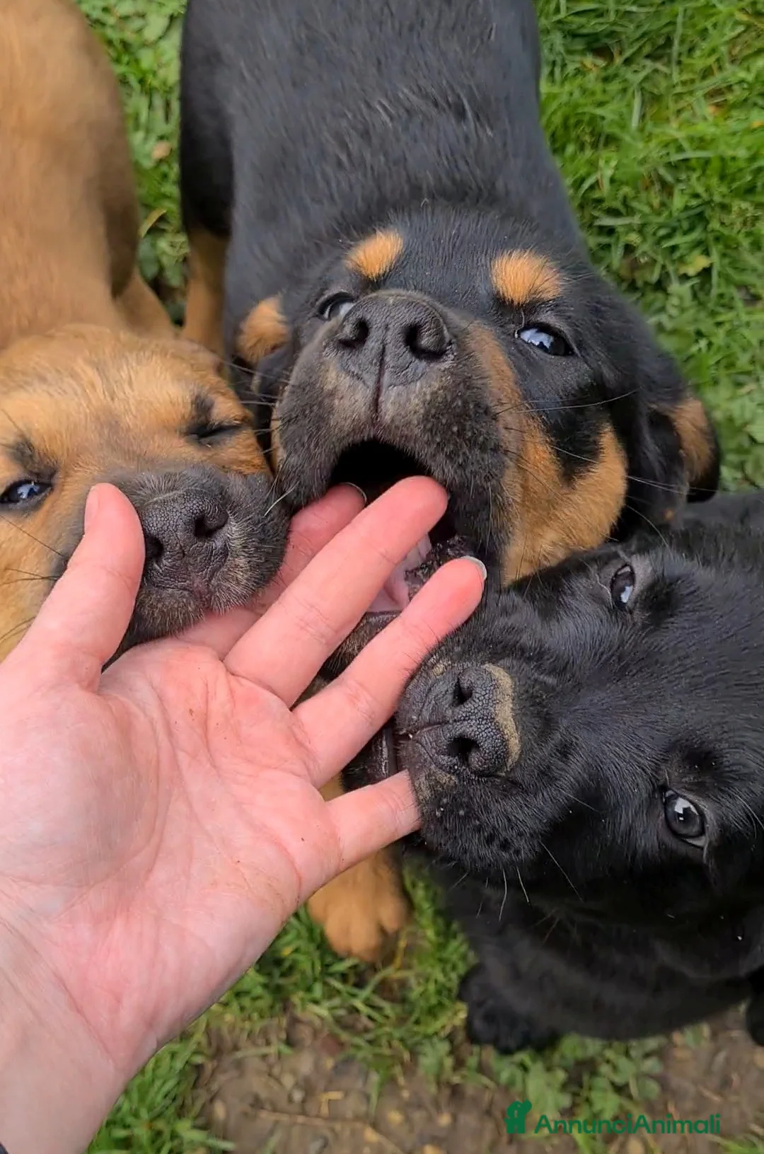 Meticcio cani in regalo: 4 super CUCCIOLI di 2 MESI E MEZZO! - Annuncio 1