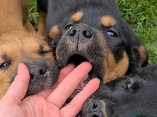 Meticcio cani 4 super CUCCIOLI di 2 MESI E MEZZO! - Annuncio 13