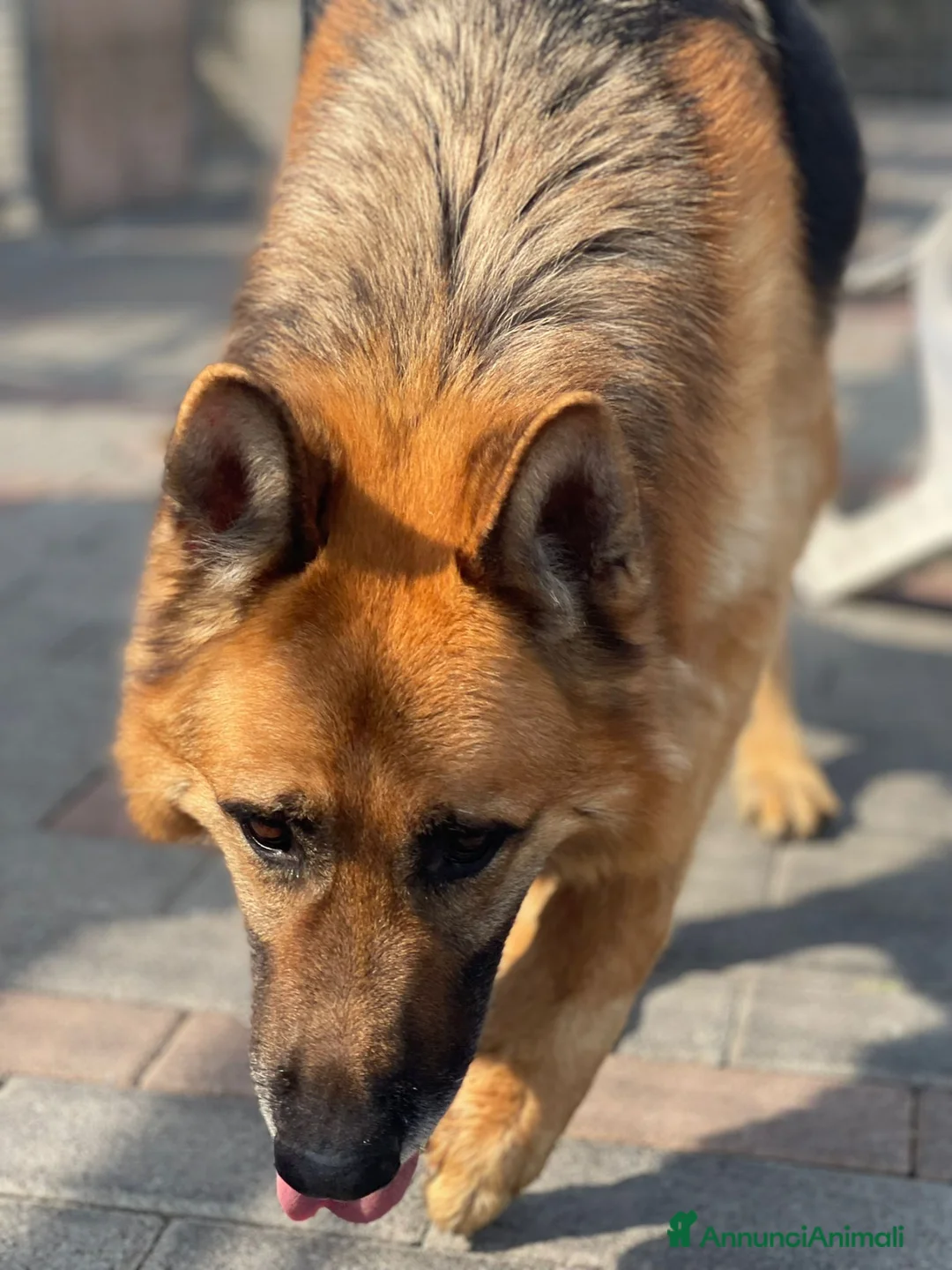 Meticcio cani in regalo: RAMOS PASTORE TEDESCO - Annuncio 2