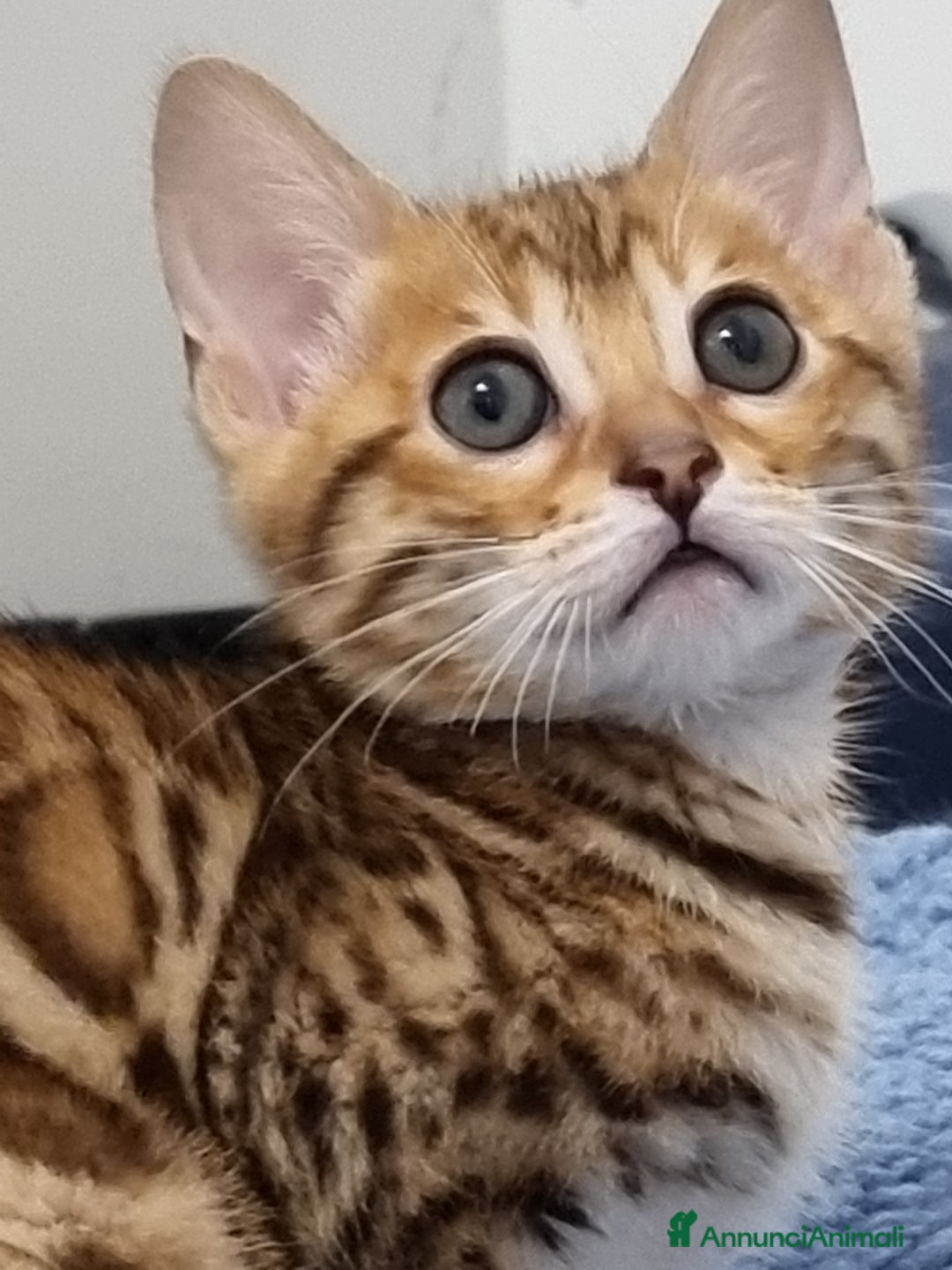 Bengala gatti in vendita: Bengala  - Annuncio 6