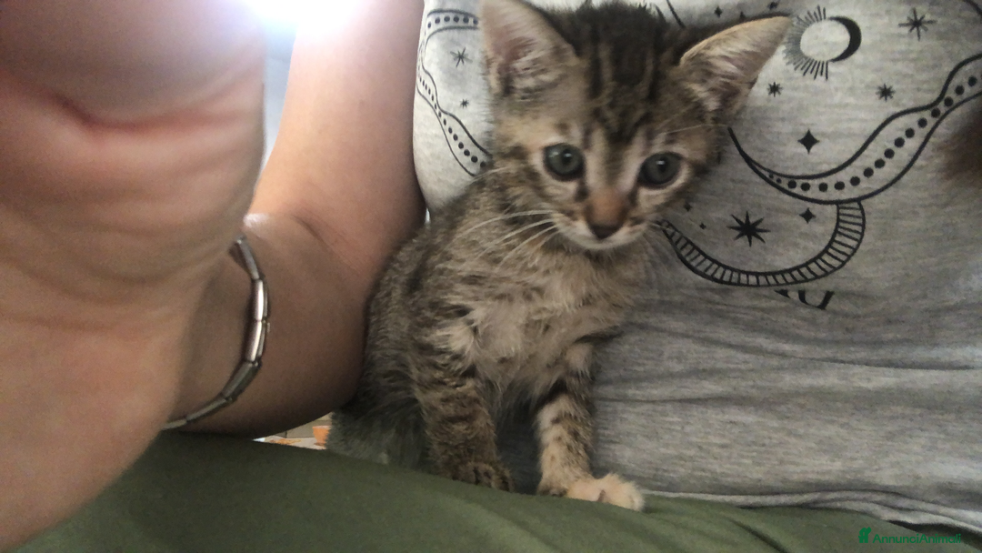Meticcio gatti in regalo: Gattini piccoli  a Provincia di Reggio Emilia - Immagine 4