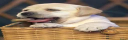 Labrador cani in vendita: LABRADOR FEMMINUCCE GIALLE - Annuncio 5