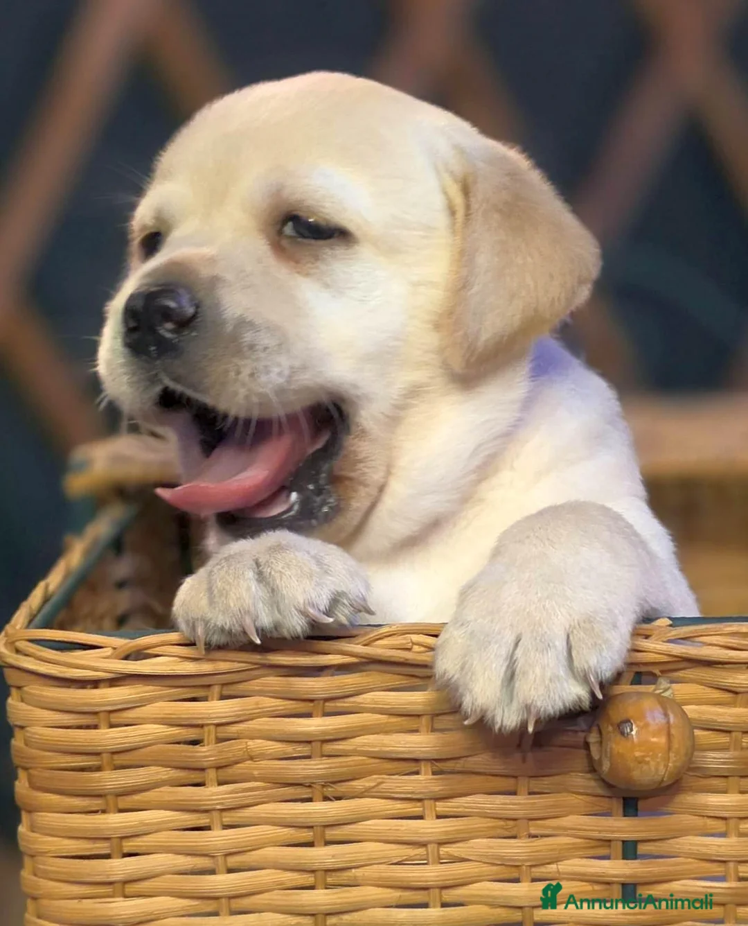 Labrador cani in vendita: LABRADOR FEMMINUCCE GIALLE - Annuncio 5