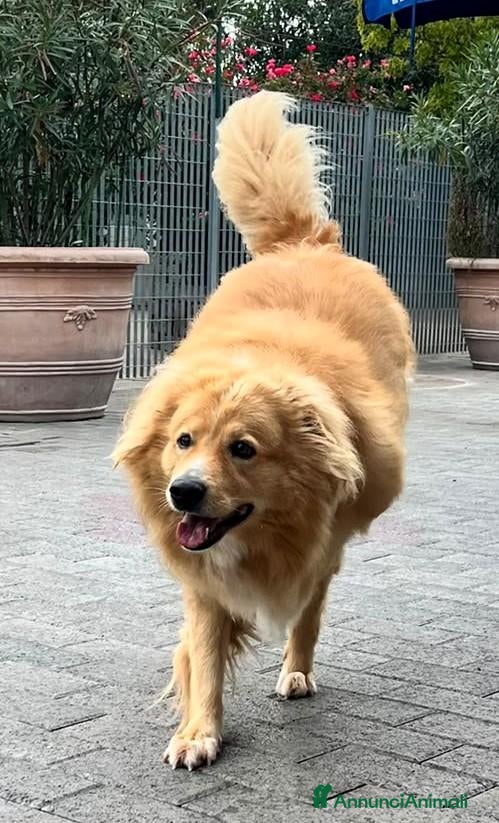 Meticcio cani DIOR CAGNOLINO FULVO - Annuncio 28