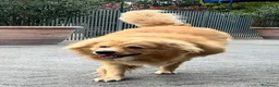 Meticcio cani in regalo: DIOR CAGNOLINO FULVO - Annuncio 1