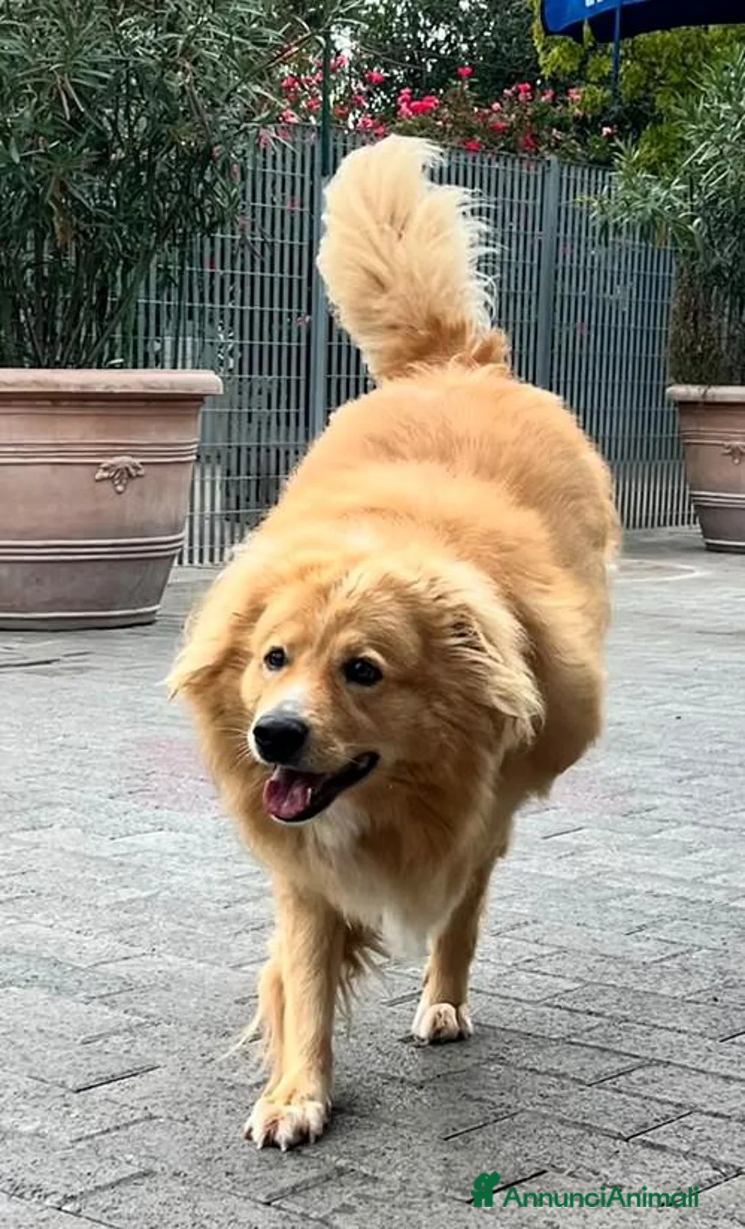 Meticcio cani in regalo: DIOR CAGNOLINO FULVO - Annuncio 1