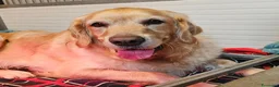 Golden Retriever cani in vendita: CUCCIOLI GOLDEN RETRIEVER - Annuncio 1